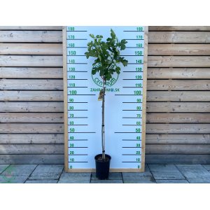 Figovník (Ficus carica) ´BROWN TURKEY´ - výška: 90-120 cm, kont. C10L - NA KMIENKU (-20°C)